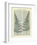 Fern-Marion Mcconaghie-Framed Art Print