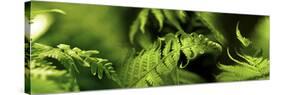 Fern-null-Stretched Canvas