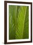 Fern-Karyn Millet-Framed Photographic Print