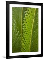 Fern-Karyn Millet-Framed Photographic Print