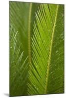 Fern-Karyn Millet-Mounted Photographic Print