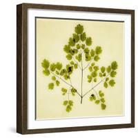 Fern-Graeme Harris-Framed Giclee Print