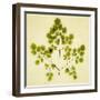 Fern-Graeme Harris-Framed Giclee Print