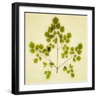 Fern-Graeme Harris-Framed Giclee Print