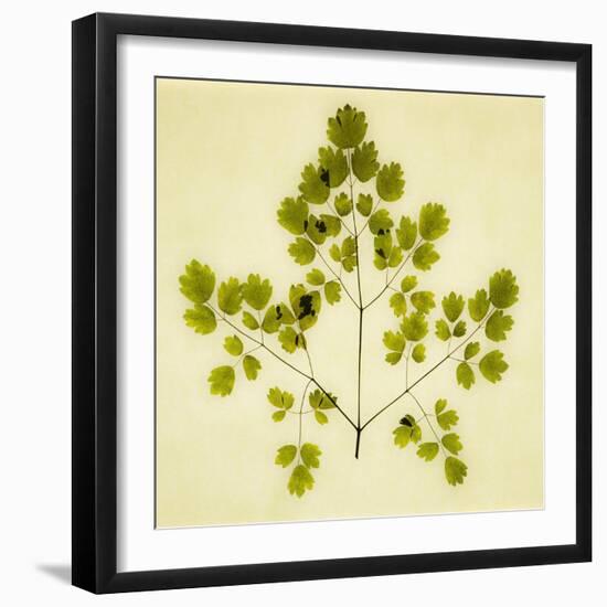 Fern-Graeme Harris-Framed Giclee Print