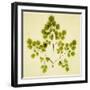 Fern-Graeme Harris-Framed Giclee Print