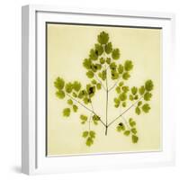 Fern-Graeme Harris-Framed Giclee Print