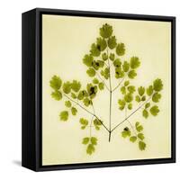 Fern-Graeme Harris-Framed Stretched Canvas