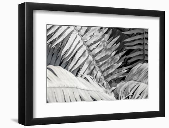 Fern-Janet Slater-Framed Photographic Print