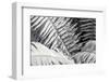 Fern-Janet Slater-Framed Photographic Print