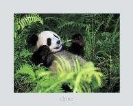 Giant Panda, Szechwan Province, China-Fernandez-Art Print