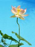 Lily by Swimming Pool-Fernando Bengoechea-Photographic Print