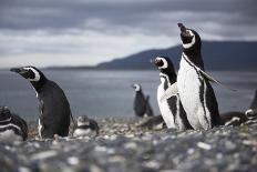 A Magellanic penguin shaking water off its feathers after a swim, Martillo Island, Argentina, South-Fernando Carniel Machado-Photographic Print