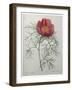 Fernleaf Peony-Pierre-Joseph Redoute-Framed Art Print