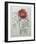 Fernleaf Peony-Pierre-Joseph Redoute-Framed Art Print