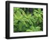 Ferns, AH Reed Memorial Kauri Park, Northland, New Zealand-David Wall-Framed Photographic Print