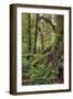 Ferns and Big Leaf Maple tree draped with Club Moss, Hoh Rainforest, Olympic NP, Washington-Adam Jones-Framed Photographic Print