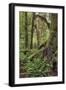 Ferns and Big Leaf Maple tree draped with Club Moss, Hoh Rainforest, Olympic NP, Washington-Adam Jones-Framed Photographic Print