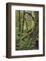 Ferns and Big Leaf Maple tree draped with Club Moss, Hoh Rainforest, Olympic NP, Washington-Adam Jones-Framed Photographic Print