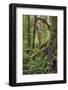 Ferns and Big Leaf Maple tree draped with Club Moss, Hoh Rainforest, Olympic NP, Washington-Adam Jones-Framed Photographic Print