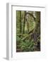 Ferns and Big Leaf Maple tree draped with Club Moss, Hoh Rainforest, Olympic NP, Washington-Adam Jones-Framed Photographic Print