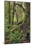 Ferns and Big Leaf Maple tree draped with Club Moss, Hoh Rainforest, Olympic NP, Washington-Adam Jones-Mounted Photographic Print