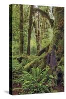 Ferns and Big Leaf Maple tree draped with Club Moss, Hoh Rainforest, Olympic NP, Washington-Adam Jones-Stretched Canvas