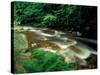 Ferns and Hemlock Trees along Broad Brook in the Green Mountains, Vermont, USA-Jerry & Marcy Monkman-Stretched Canvas