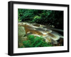 Ferns and Hemlock Trees along Broad Brook in the Green Mountains, Vermont, USA-Jerry & Marcy Monkman-Framed Premium Photographic Print