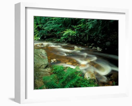 Ferns and Hemlock Trees along Broad Brook in the Green Mountains, Vermont, USA-Jerry & Marcy Monkman-Framed Premium Photographic Print