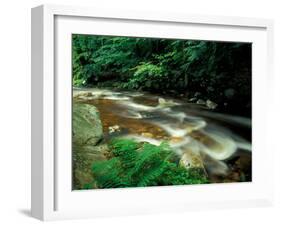 Ferns and Hemlock Trees along Broad Brook in the Green Mountains, Vermont, USA-Jerry & Marcy Monkman-Framed Premium Photographic Print