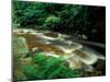 Ferns and Hemlock Trees along Broad Brook in the Green Mountains, Vermont, USA-Jerry & Marcy Monkman-Mounted Premium Photographic Print