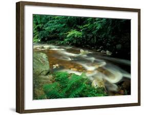 Ferns and Hemlock Trees along Broad Brook in the Green Mountains, Vermont, USA-Jerry & Marcy Monkman-Framed Photographic Print