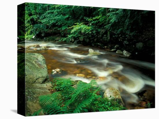 Ferns and Hemlock Trees along Broad Brook in the Green Mountains, Vermont, USA-Jerry & Marcy Monkman-Stretched Canvas