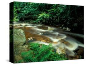 Ferns and Hemlock Trees along Broad Brook in the Green Mountains, Vermont, USA-Jerry & Marcy Monkman-Stretched Canvas