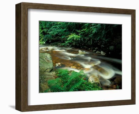 Ferns and Hemlock Trees along Broad Brook in the Green Mountains, Vermont, USA-Jerry & Marcy Monkman-Framed Photographic Print