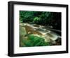 Ferns and Hemlock Trees along Broad Brook in the Green Mountains, Vermont, USA-Jerry & Marcy Monkman-Framed Photographic Print