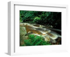 Ferns and Hemlock Trees along Broad Brook in the Green Mountains, Vermont, USA-Jerry & Marcy Monkman-Framed Photographic Print