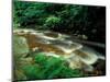 Ferns and Hemlock Trees along Broad Brook in the Green Mountains, Vermont, USA-Jerry & Marcy Monkman-Mounted Photographic Print