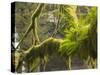 Ferns and Moss Growing on a Tree Limb, Silver Falls State Park, Oregon, USA-William Sutton-Stretched Canvas