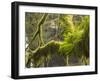 Ferns and Moss Growing on a Tree Limb, Silver Falls State Park, Oregon, USA-William Sutton-Framed Photographic Print