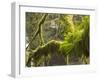 Ferns and Moss Growing on a Tree Limb, Silver Falls State Park, Oregon, USA-William Sutton-Framed Photographic Print