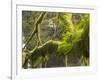 Ferns and Moss Growing on a Tree Limb, Silver Falls State Park, Oregon, USA-William Sutton-Framed Photographic Print