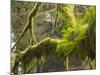 Ferns and Moss Growing on a Tree Limb, Silver Falls State Park, Oregon, USA-William Sutton-Mounted Photographic Print