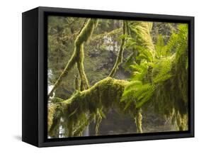 Ferns and Moss Growing on a Tree Limb, Silver Falls State Park, Oregon, USA-William Sutton-Framed Stretched Canvas