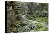 Ferns and Moss in Forest Near Lake Mackenzie, Routeburn Track, Fiordland National Park-Stuart Black-Stretched Canvas
