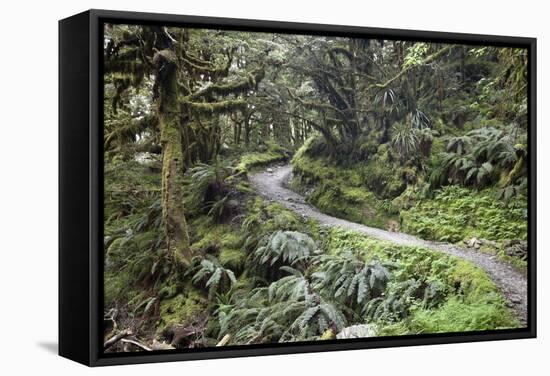 Ferns and Moss in Forest Near Lake Mackenzie, Routeburn Track, Fiordland National Park-Stuart Black-Framed Stretched Canvas