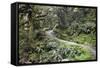 Ferns and Moss in Forest Near Lake Mackenzie, Routeburn Track, Fiordland National Park-Stuart Black-Framed Stretched Canvas