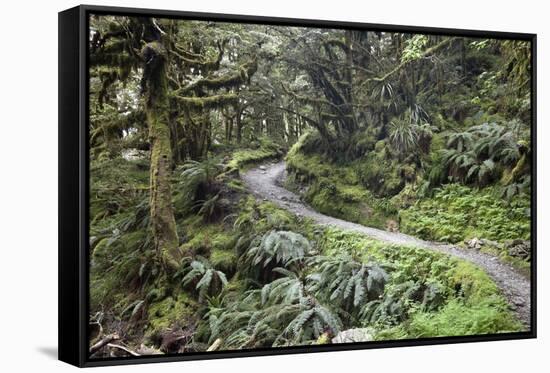 Ferns and Moss in Forest Near Lake Mackenzie, Routeburn Track, Fiordland National Park-Stuart Black-Framed Stretched Canvas