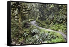 Ferns and Moss in Forest Near Lake Mackenzie, Routeburn Track, Fiordland National Park-Stuart Black-Framed Stretched Canvas